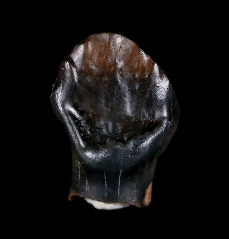 0.5" Ankylosaurus Fossil Tooth Judith River FM Cretaceous Dinosaur MT COA & Display - Fossil Age Minerals