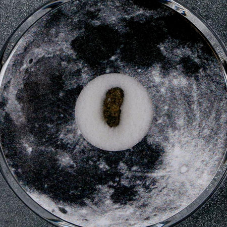 Moon Rock Lunar Meteorite Bechar 003 Algerian Sahara Desert Discovered 2022 COA