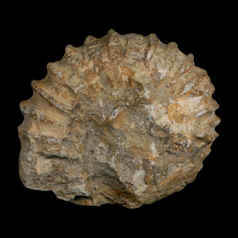 4.8" Acanthoceras Ammonite Fossil Agadir Morocco 360 Million Year Old COA - Fossil Age Minerals