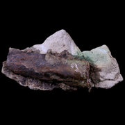 2.9" Raptor Fossil Rib Bone In Matrix Cretaceous Dinosaur Lance Creek FM WY COA