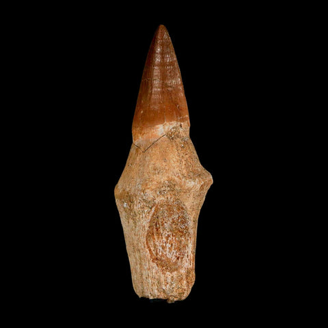 2.8" Mosasaur Eremiasaurus Fossil Tooth Rooted Cretaceous Dinosaur Era COA