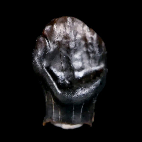 0.5" Ankylosaurus Fossil Tooth Judith River FM Cretaceous Dinosaur MT COA & Display - Fossil Age Minerals