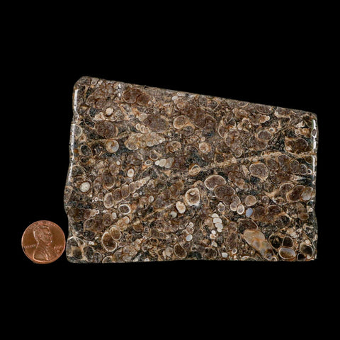 4.2" Polished Cut Slab Of Fossil Turritella Shells Eocene Age Wyoming Gastropod Shells - Fossil Age Minerals