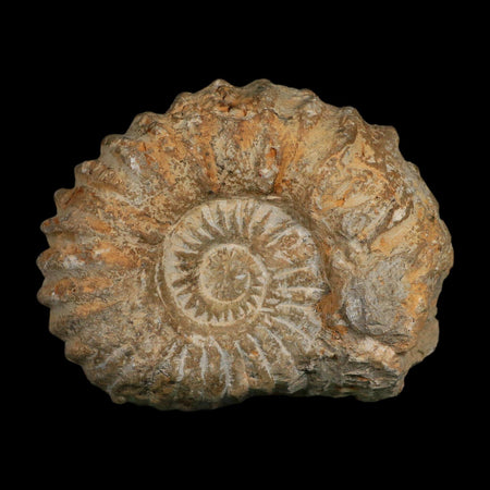 4.5" Acanthoceras Ammonite Fossil Agadir Morocco 360 Million Year Old COA