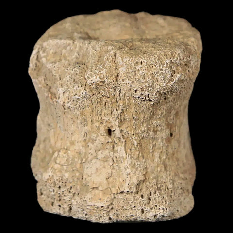 1.3" Triceratops Tail Vertebrae Fossil Lance Creek WY Cretaceous Dinosaur COA - Fossil Age Minerals
