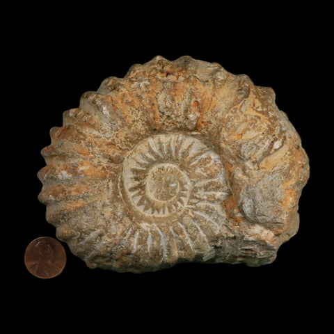 4.5" Acanthoceras Ammonite Fossil Agadir Morocco 360 Million Year Old COA - Fossil Age Minerals