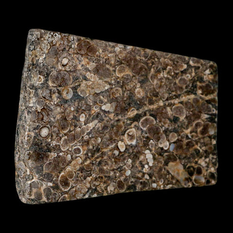 4.2" Polished Cut Slab Of Fossil Turritella Shells Eocene Age Wyoming Gastropod Shells - Fossil Age Minerals