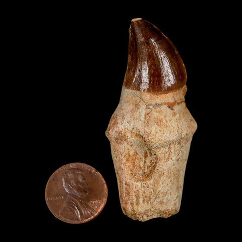 2.4" Mosasaur Prognathodon Anceps Fossil Tooth Rooted Cretaceous Dinosaur Era COA - Fossil Age Minerals