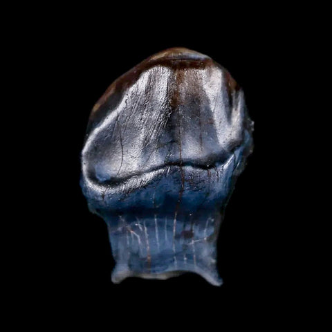 0.5" Ankylosaurus Fossil Tooth Judith River FM Cretaceous Dinosaur MT COA & Display - Fossil Age Minerals
