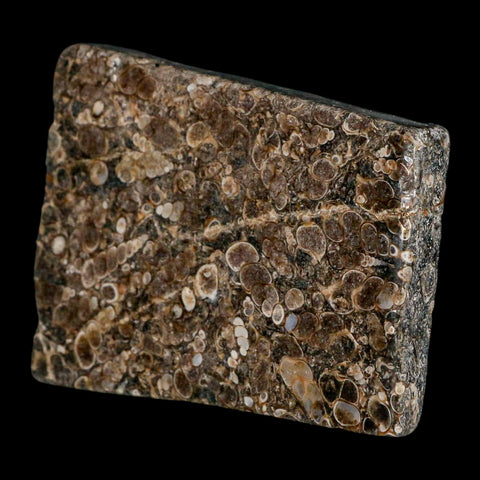 4.2" Polished Cut Slab Of Fossil Turritella Shells Eocene Age Wyoming Gastropod Shells - Fossil Age Minerals