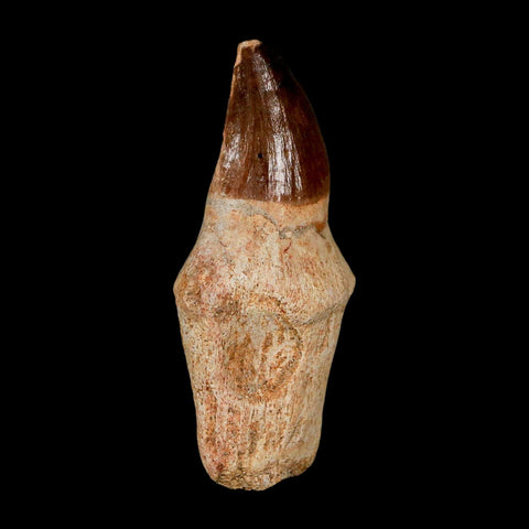 2.4" Mosasaur Prognathodon Anceps Fossil Tooth Rooted Cretaceous Dinosaur Era COA - Fossil Age Minerals