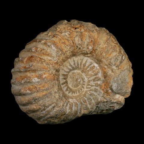 4.5" Acanthoceras Ammonite Fossil Agadir Morocco 360 Million Year Old COA - Fossil Age Minerals