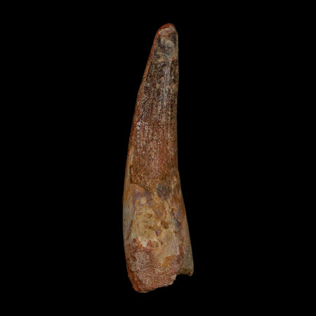 2.2" Spinosaurus Fossil Tooth 100 Million Years Old Cretaceous Dinosaur COA Stand