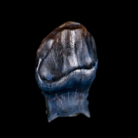 0.5" Ankylosaurus Fossil Tooth Judith River FM Cretaceous Dinosaur MT COA & Display - Fossil Age Minerals
