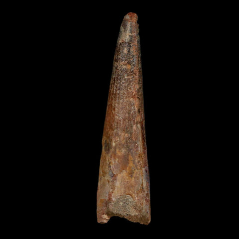 2.2" Spinosaurus Fossil Tooth 100 Million Years Old Cretaceous Dinosaur COA Stand