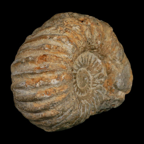 4.5" Acanthoceras Ammonite Fossil Agadir Morocco 360 Million Year Old COA - Fossil Age Minerals