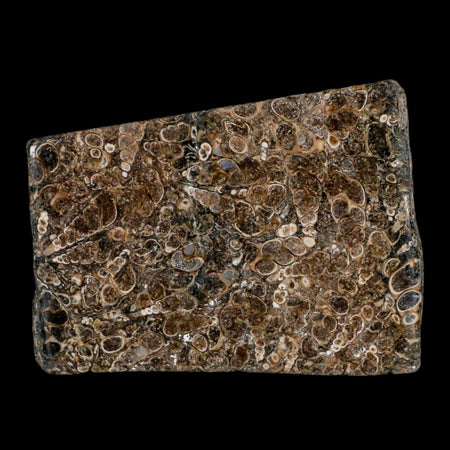 4.2" Polished Cut Slab Of Fossil Turritella Shells Eocene Age Wyoming Gastropod Shells