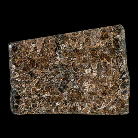 4.2" Polished Cut Slab Of Fossil Turritella Shells Eocene Age Wyoming Gastropod Shells - Fossil Age Minerals
