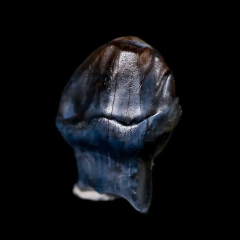 0.5" Ankylosaurus Fossil Tooth Judith River FM Cretaceous Dinosaur MT COA & Display - Fossil Age Minerals