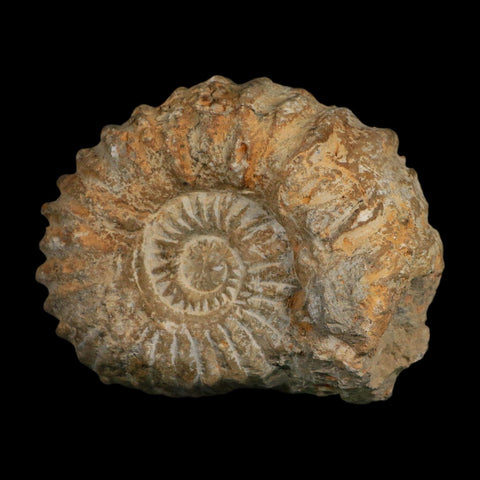 4.5" Acanthoceras Ammonite Fossil Agadir Morocco 360 Million Year Old COA - Fossil Age Minerals