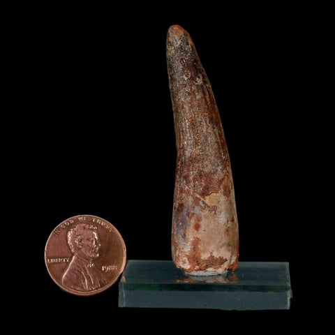2.2" Spinosaurus Fossil Tooth 100 Million Years Old Cretaceous Dinosaur COA Stand