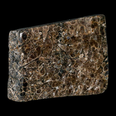4.2" Polished Cut Slab Of Fossil Turritella Shells Eocene Age Wyoming Gastropod Shells - Fossil Age Minerals