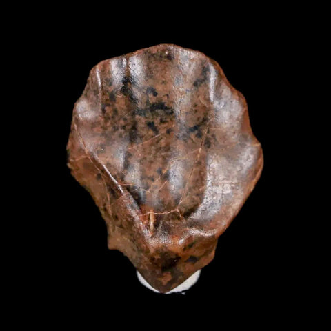 0.6" Ankylosaurus Fossil Tooth Judith River FM Cretaceous Dinosaur MT COA & Display - Fossil Age Minerals