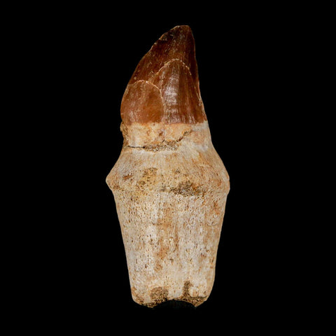 2.4" Mosasaur Prognathodon Anceps Fossil Tooth Rooted Cretaceous Dinosaur Era COA - Fossil Age Minerals