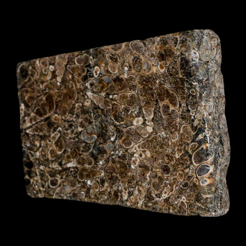 4.2" Polished Cut Slab Of Fossil Turritella Shells Eocene Age Wyoming Gastropod Shells - Fossil Age Minerals