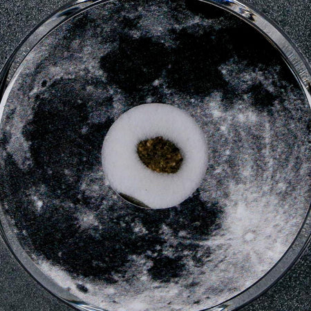 Moon Rock Lunar Meteorite Bechar 003 Algerian Sahara Desert Discovered 2022 COA