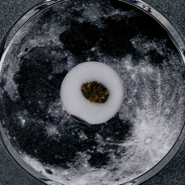 Moon Rock Lunar Meteorite Bechar 003 Algerian Sahara Desert Discovered 2022 COA