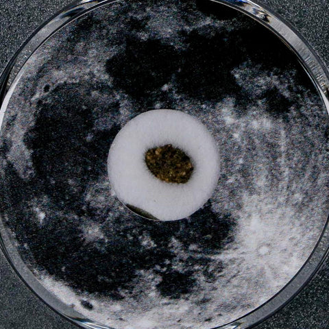 Moon Rock Lunar Meteorite Bechar 003 Algerian Sahara Desert Discovered 2022 COA