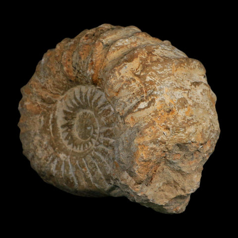 4.5" Acanthoceras Ammonite Fossil Agadir Morocco 360 Million Year Old COA - Fossil Age Minerals