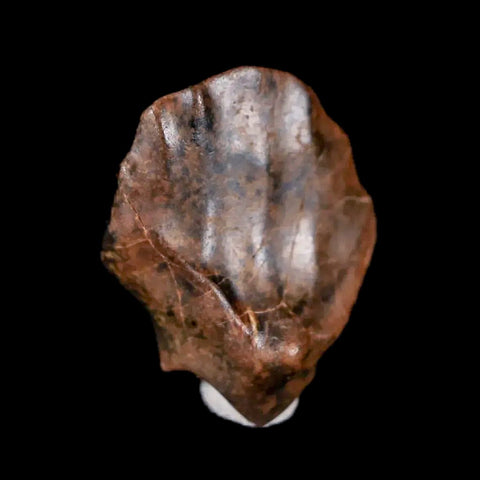 0.6" Ankylosaurus Fossil Tooth Judith River FM Cretaceous Dinosaur MT COA & Display - Fossil Age Minerals