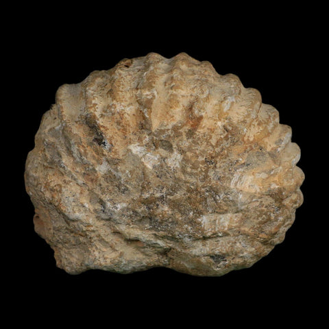 4.5" Acanthoceras Ammonite Fossil Agadir Morocco 360 Million Year Old COA - Fossil Age Minerals