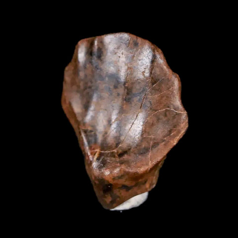 0.6" Ankylosaurus Fossil Tooth Judith River FM Cretaceous Dinosaur MT COA & Display - Fossil Age Minerals