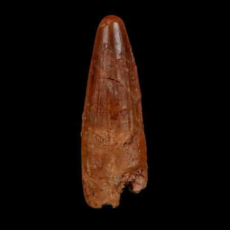 1.5" Spinosaurus Fossil Tooth 100 Million Years Old Cretaceous Dinosaur COA Stand