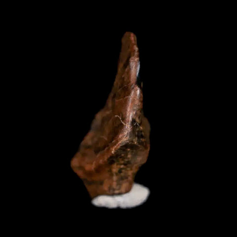 0.6" Ankylosaurus Fossil Tooth Judith River FM Cretaceous Dinosaur MT COA & Display - Fossil Age Minerals