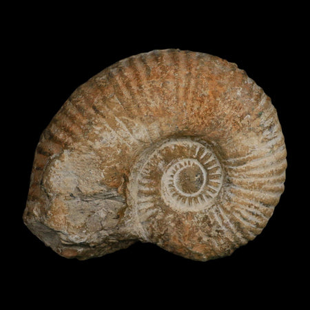5.2" Acanthoceras Ammonite Fossil Agadir Morocco 360 Million Year Old COA