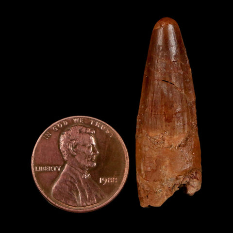 1.5" Spinosaurus Fossil Tooth 100 Million Years Old Cretaceous Dinosaur COA Stand