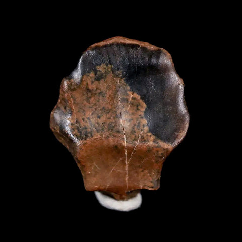 0.6" Ankylosaurus Fossil Tooth Judith River FM Cretaceous Dinosaur MT COA & Display - Fossil Age Minerals