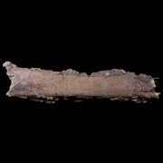 4.7" Raptor Fossil Rib Bone In Matrix Cretaceous Dinosaur Lance Creek FM WY COA