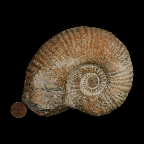 5.2" Acanthoceras Ammonite Fossil Agadir Morocco 360 Million Year Old COA - Fossil Age Minerals