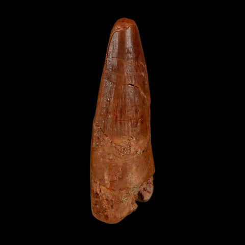 1.5" Spinosaurus Fossil Tooth 100 Million Years Old Cretaceous Dinosaur COA Stand