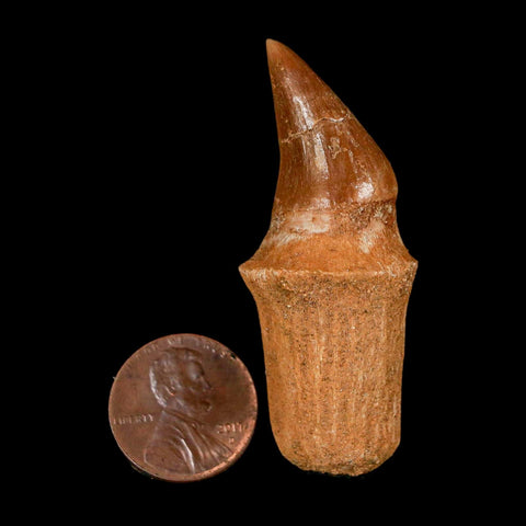 2.4" Halisaurus Walkeri Mosasaur Fossil Tooth Rooted Cretaceous Dinosaur Era COA - Fossil Age Minerals