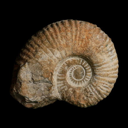 5.2" Acanthoceras Ammonite Fossil Agadir Morocco 360 Million Year Old COA