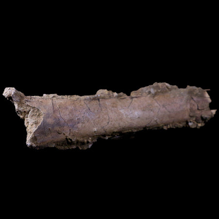 4.7" Raptor Fossil Rib Bone In Matrix Cretaceous Dinosaur Lance Creek FM WY COA