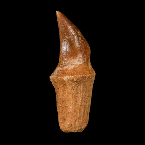 2.4" Halisaurus Walkeri Mosasaur Fossil Tooth Rooted Cretaceous Dinosaur Era COA - Fossil Age Minerals