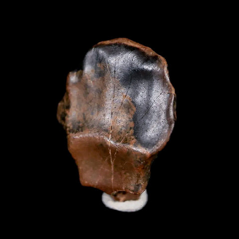 0.6" Ankylosaurus Fossil Tooth Judith River FM Cretaceous Dinosaur MT COA & Display - Fossil Age Minerals