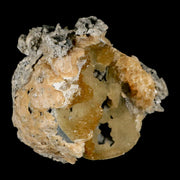 4.6" Mercenaria Permagna Clam Fossil Golden Calcite Crystal Rucks Pit Florida
